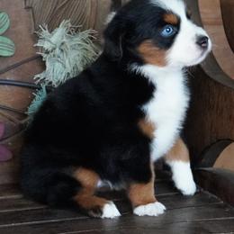 Caddy BTF Darkest Copper Blue Eyes - Black tri female Miniature Australian Shepherd puppy in Lawton, Oklahoma from Lindsey’s Aussies