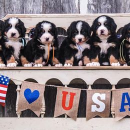 Bernese Mountain Dog Puppies from Home Sweet Bernese
