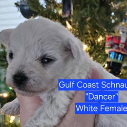 Dancer - White female Miniature Schnauzer puppy in Mobile, Alabama from Gulf Coast Schnauzers