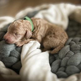 Poodle Puppies from Miller Creek Standard Poodles