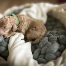 Poodle Puppies from Miller Creek Standard Poodles