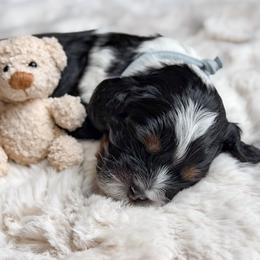 Gray Collar - Scabbers - Black and white male Cockapoo puppy in Mt Bethel, Pennsylvania from Stasia’s Cutiepoos