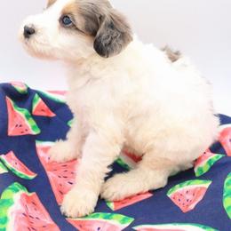 Orange - Blue merle male Bernedoodle puppy in Lexington Park, Maryland from SUNNY SIDE DOODLES