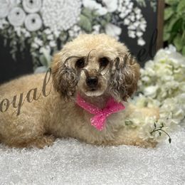 Sugar - Poodle