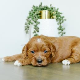 Emerald - Red  female Goldendoodle puppy in Spanish Fork, Utah from K Brand Doodles