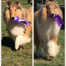 Collie Puppies from Creekwood Collies