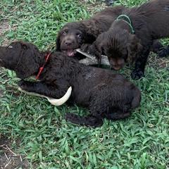 Boykin Spaniel Puppies from Indian Field Boykins