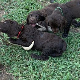 Boykin Spaniel Puppies from Indian Field Boykins