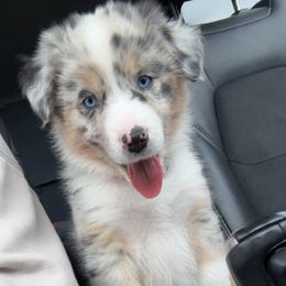 Willow - Blue merle female Australian Shepherd puppy in Midvale, Idaho from Canyon River Aussies
