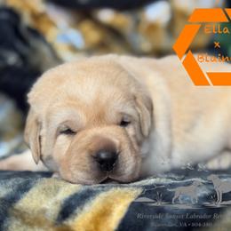 Orange collar male - Yellow male Labrador Retriever puppy in Beaverdam, Virginia from Riverside Sunset Labrador Retrievers