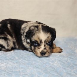 Samson - Blue merle male Australian Shepherd puppy in Owensboro, Kentucky from JnT's Bluegrass Mini Aussies