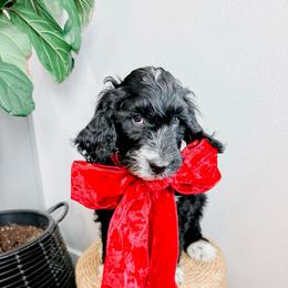 Joey - Black and white male Sheepadoodle puppy in Republic, Missouri from DOOD & Co