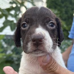 Girl 2 - Liver and white female German Shorthaired Pointer puppy in New Bedford, Massachusetts from Foot Hunter Kennel