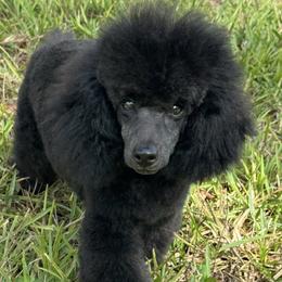 Blu - Blue male Poodle puppy in Labelle, Florida from RomLein Poodles