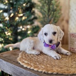 AKC Meet Marshmallow :) - Piebald female Dachshund puppy in Centerville, Iowa from Barnyard Dachshunds, Dals & Doodles