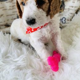 Goldendoodle Puppies from Goldendoodle Baby
