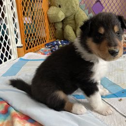 Collie Puppies from Vintage Collies