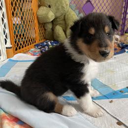 Collie Puppies from Vintage Collies