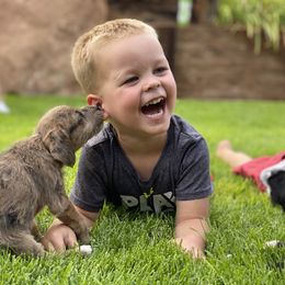Aussiedoodle and Leopardoodle Puppies from A Puppy Crush