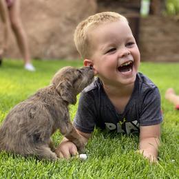 Aussiedoodle and Leopardoodle Puppies from A Puppy Crush