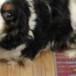 Scottish Terriers from Oodles of Cuties!