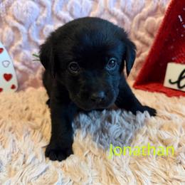 6th pick Black Male - Black male Labrador Retriever puppy in Farmington, Missouri from Granite Creek Kennel