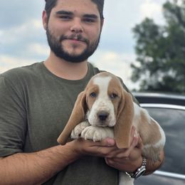 Ragdoll (Red) - Blue tan and white male Basset Hound puppy in Amelia, Ohio from Lady Mae Bassets