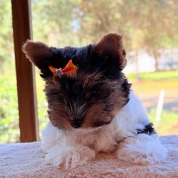 Pebbles -AKC  small 4200 - Black tan and white female Biewer Terrier puppy in Douglas, Georgia from Heartland small breeds