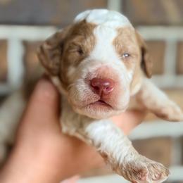 Graham - Parti male Goldendoodle puppy in Macclenny, Florida from Baker County Goldendoodles