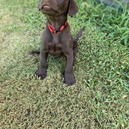 Labrador Retriever Puppies from Dry Pond Retrievers, LLC