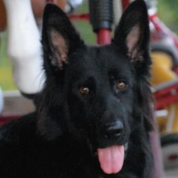 Brena - German Shepherd