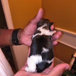 Boy 2 - Black and white male Shih Tzu puppy in Memphis, Tennessee from Lady Class Kennel