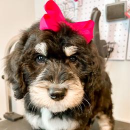 Lilo (Pink) - female Golden Mountain Doodle puppy in Boiling Springs, South Carolina from OlliePups, LLC