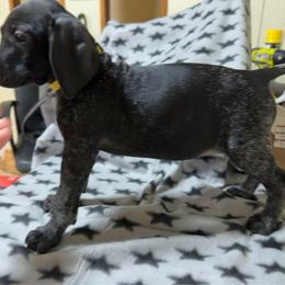 Yellow - Black roan female German Shorthaired Pointer puppy in Jackson, Georgia from Rosengrace Gsps (formerly Tiner GSP’s)