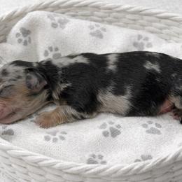 Destin - Dapple male Dachshund puppy in Fayetteville, North Carolina from RRD