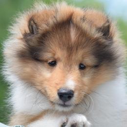 Shetland Sheepdog puppies from Sunway Kennels
