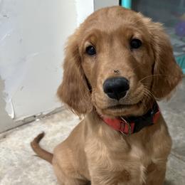 Golden Retriever Puppies from Arizona Dream Goldens
