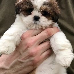 Shih Tzus from Shih Tzu Mountain Breeders
