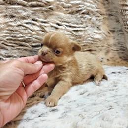 Chocolate sable - Chocolate sabled fawn male Chihuahua puppy in Richmond, Virginia from Breens