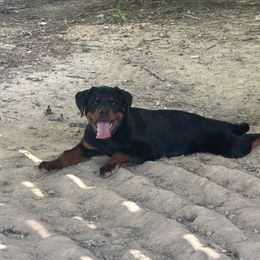 Opal - Black and mahogany female Rottweiler puppy in Fredericksburg, Virginia from Milton's Rottweilers