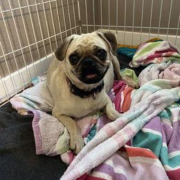 Peaches - Pug