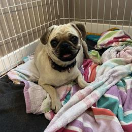 Peaches - Pug
