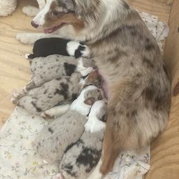 Miniature American Shepherd and Miniature Australian Shepherd Puppies from Husker Mini Aussies