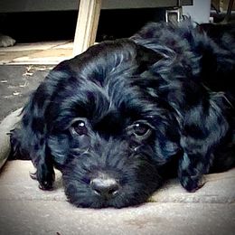 Australian Labradoodle Puppies from Tiny Treasures Australian Labradoodles