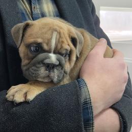 Mason - Fawn male Bulldog puppy in Lewisberry, Pennsylvania from Salted Rim Corgis