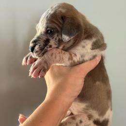 Blue Fawnequin 2 (fawn harlequin) - Harlequin female Great Dane puppy in Kimball, Michigan from Starlight Danes