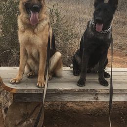 German Shepherd All Grown Up from Typecast GSD’s