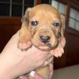 Yellow collar - Merle female Great Dane puppy in Loris, South Carolina from Days Danes