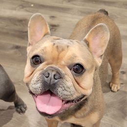 Chardonnay - French Bulldog