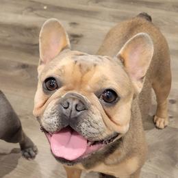 Chardonnay - French Bulldog